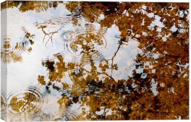  Rain Drop Ripples  Canvas Print by Colin Tracy