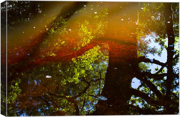  Reflections and Refractions Canvas Print by Colin Tracy
