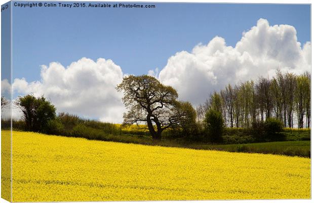  Rape Fields on a Sunny Day Canvas Print by Colin Tracy