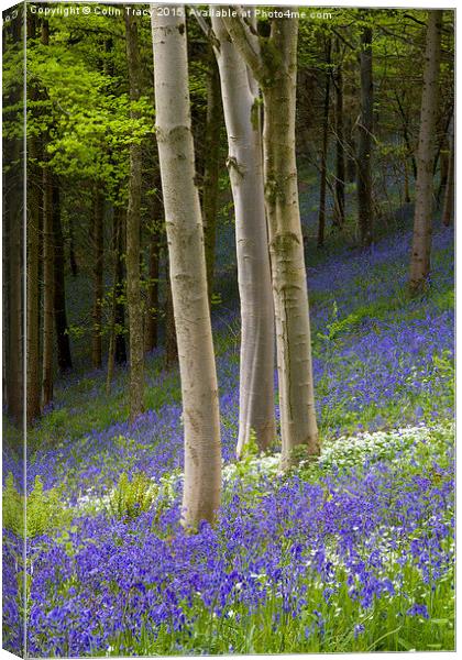  Young Beech trees among Bluebells Canvas Print by Colin Tracy