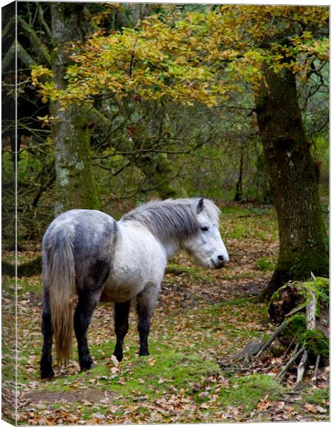 New Forest Pony Canvas Print by Colin Tracy