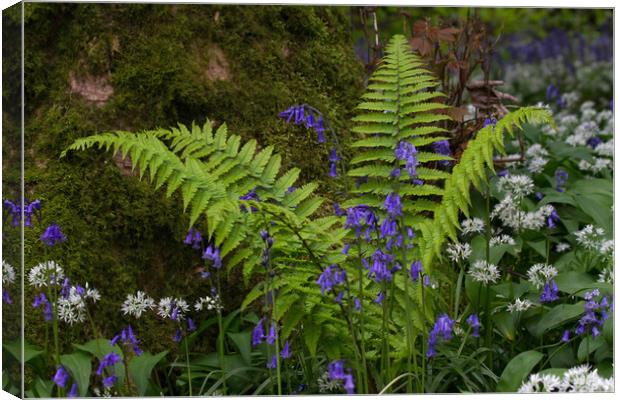 Spring Fern Canvas Print by Colin Tracy
