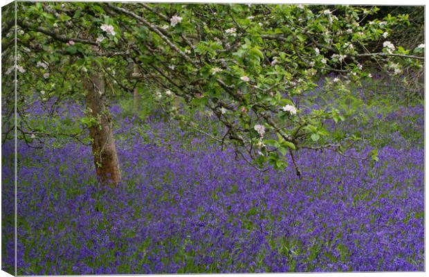 Bluebells beneath an Apple tree Canvas Print by Colin Tracy