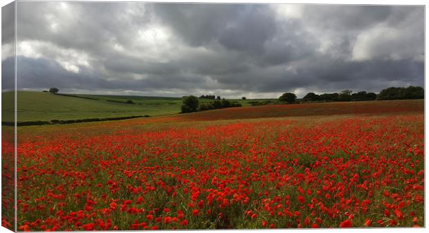 Poppy Field near Milton Abbas, Dorset Canvas Print by Colin Tracy