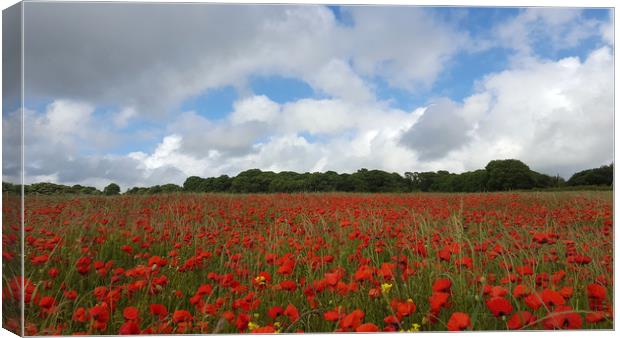 Poppy Field near Milton Abbas, Dorset 2 Canvas Print by Colin Tracy
