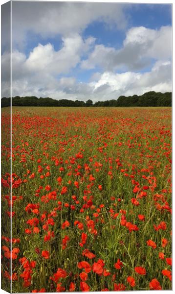 Poppy Field near Milton Abbas, Dorset 3 Canvas Print by Colin Tracy