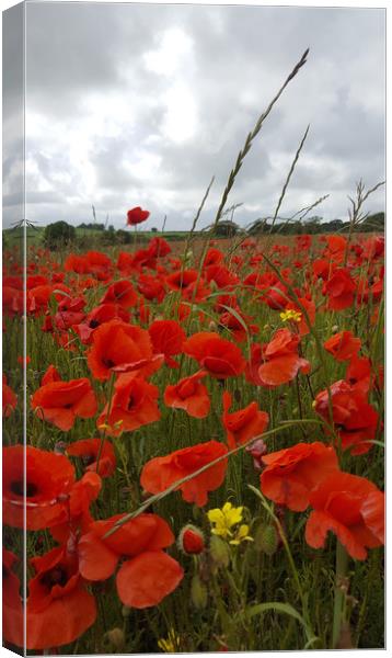 In the Heart of the Poppy Field Canvas Print by Colin Tracy