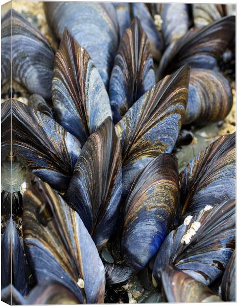 Mussel Pattern Canvas Print by Colin Tracy
