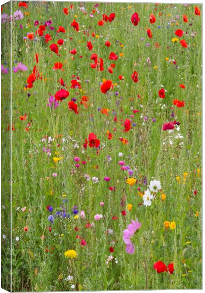 Summer Meadow Canvas Print by Colin Tracy