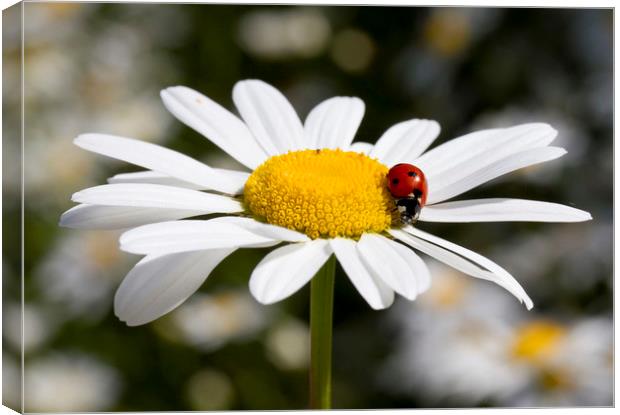 Ladybird on Oxeye Daisy Canvas Print by Colin Tracy