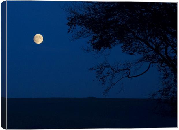 Moon and Beeches Canvas Print by Colin Tracy