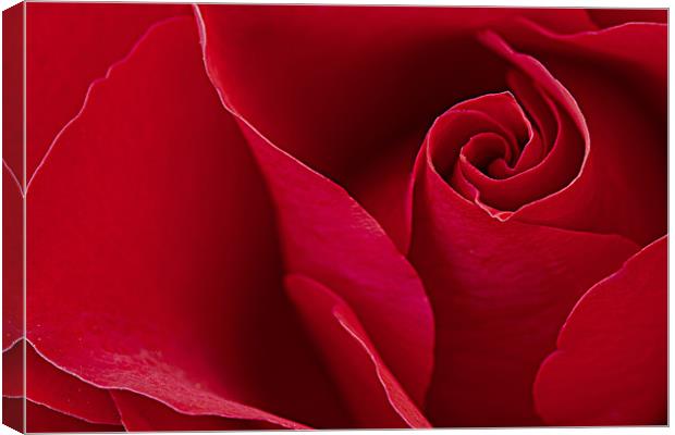 Red Red Rose Canvas Print by David Merrifield