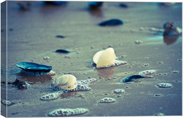 Exmouth Shells in the Sand Canvas Print by David Merrifield