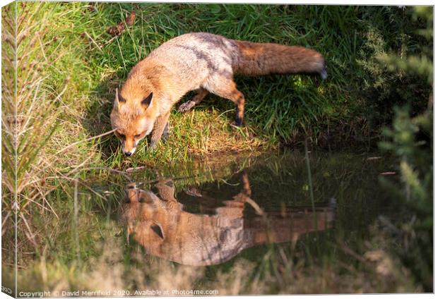 Thirsty Fox drinking out of a pond Canvas Print by David Merrifield