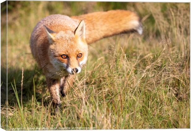 A fox stalking in the grass Canvas Print by David Merrifield