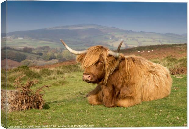A Highland cow sunning himself on Dartmoor Canvas Print by David Merrifield