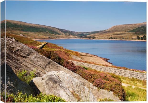 Last of the heather Canvas Print by David McCulloch