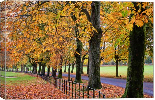 Autumn by the avenue Canvas Print by David McCulloch