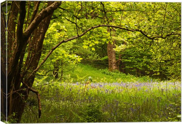The Last of the Bluebells Canvas Print by David McCulloch
