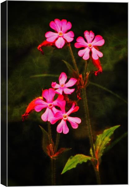 Wild flowers on canvas Canvas Print by David McCulloch