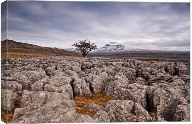 The distant lone tree Canvas Print by David McCulloch