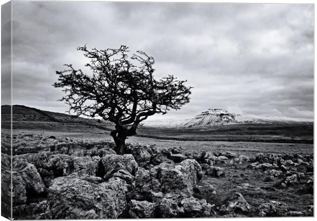 The hardy tree Canvas Print by David McCulloch