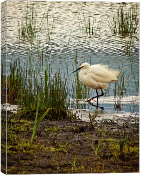Little Egret rushing by Canvas Print by David McCulloch
