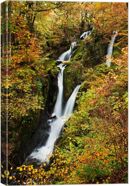 Stock Ghyll Force Canvas Print by David McCulloch