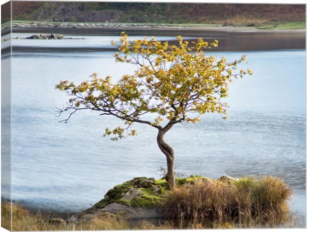 The lone tree Canvas Print by David McCulloch