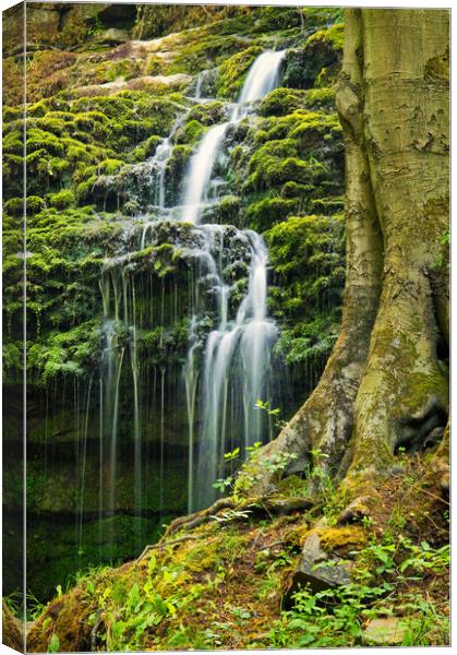 Flowing behind the tree Canvas Print by David McCulloch