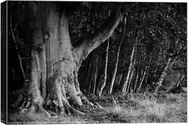 Leaning trees Canvas Print by David McCulloch