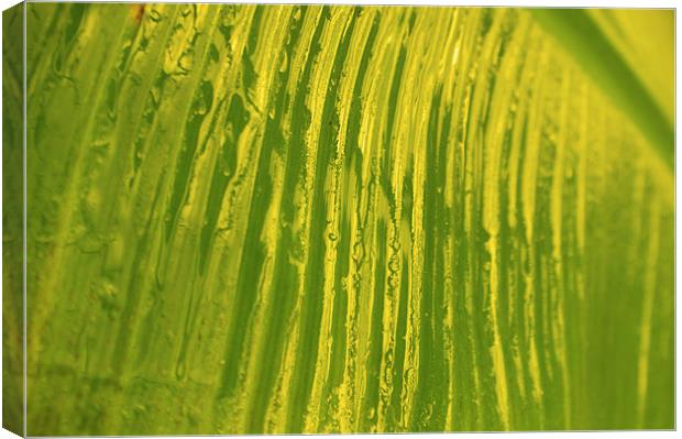 Banana Leaf Canvas Print by Rachael  Timms