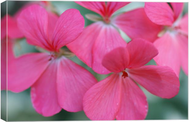 Pink Flower Canvas Print by Rachael  Timms
