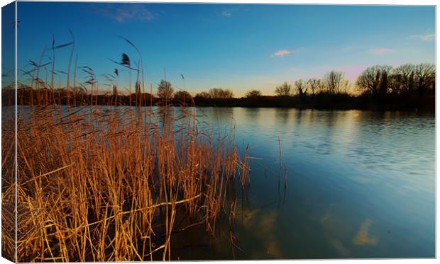 Stanborough Reeds Canvas Print by Chris Nowicki