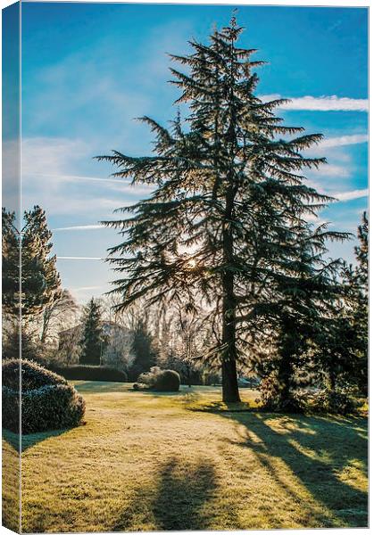 Frosty Morning Tree Canvas Print by Chris Nowicki