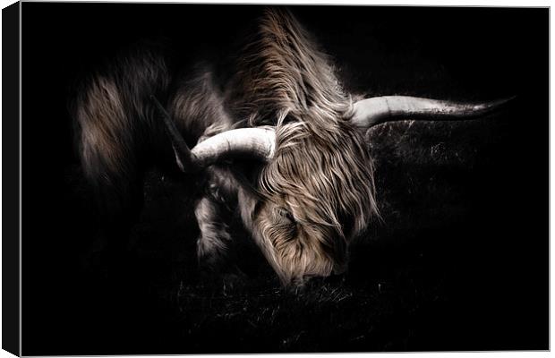 Highland Cow Canvas Print by Ian Hufton