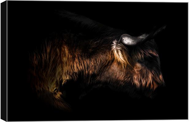 Highland Cow Art Canvas Print by Ian Hufton
