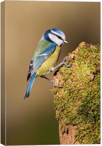  Blue tit Canvas Print by Ian Hufton