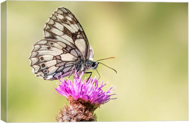  Marbled White Butterfly Canvas Print by Ian Hufton