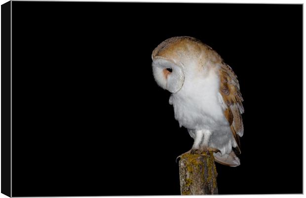  Barn Owl Canvas Print by Ian Hufton