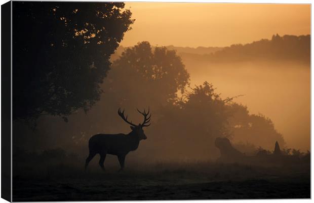 Red Deer Stag Canvas Print by Ian Hufton