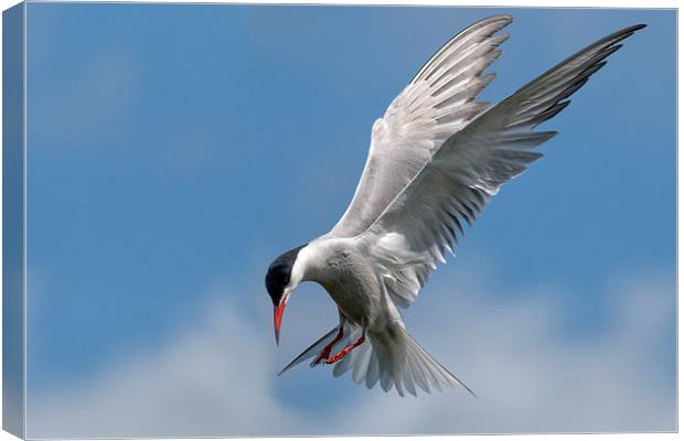  Tern Canvas Print by Ian Hufton