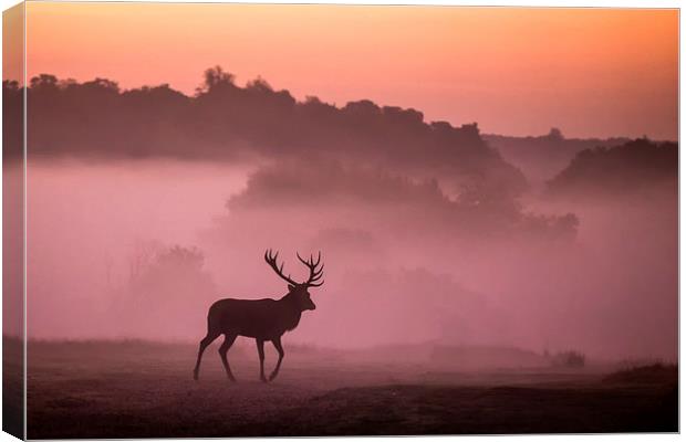  Red Deer Stag Canvas Print by Ian Hufton