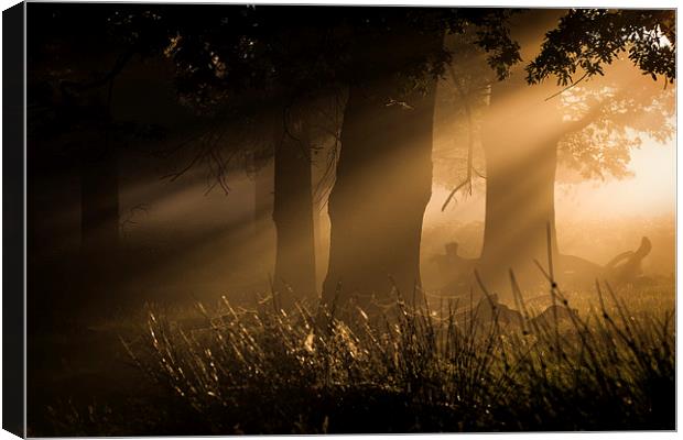   Richmond Park London Canvas Print by Ian Hufton