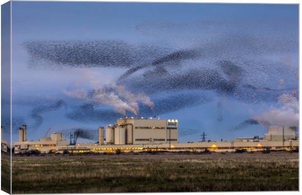Starling Mumuration Canvas Print by Ian Hufton