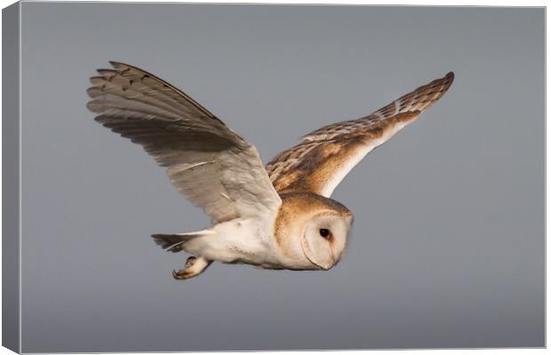 Barn Owl in Flight Canvas Print by Ian Hufton
