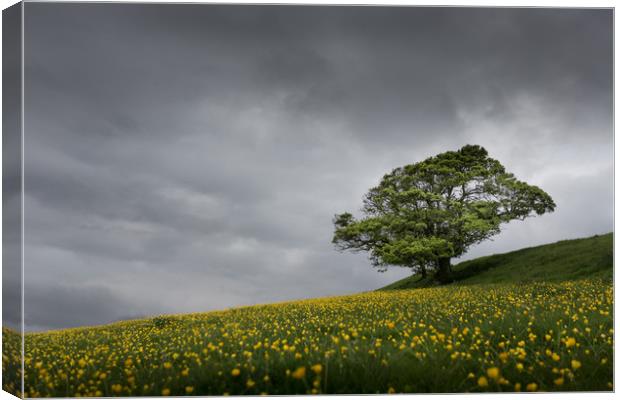 Lone tree on the Kent downs.  Canvas Print by Ian Hufton