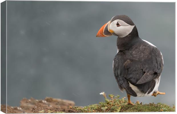 Puffin Canvas Print by Ian Hufton