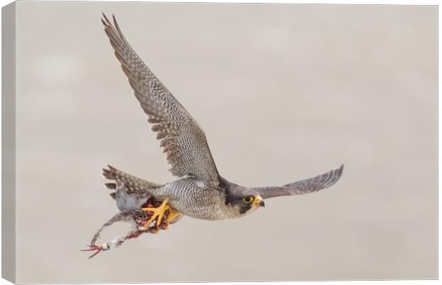 Peregrine Falcon Canvas Print by Ian Hufton