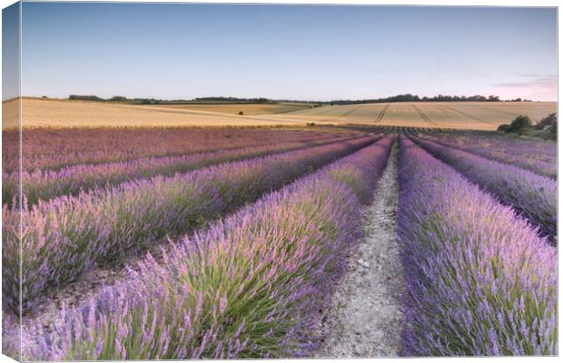 Lavender Fields Canvas Print by Ian Hufton